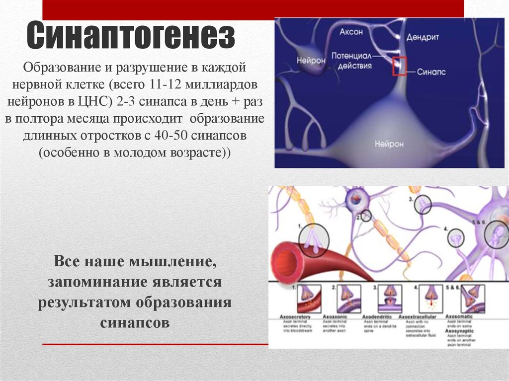 Синапс поиск тендеров. Синаптогенез. Синаптогенез гистология. Синаптогенез у детей. Синаптогенез образование синапсов.