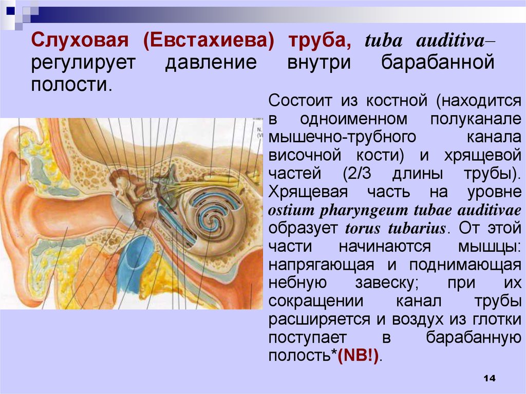 Полость состоять. Слуховая (евстахиева) труба (Tuba auditiva). Слуховая труба состоит из. Евстахиева труба анатомия. Слуховая труба – Tuba auditiva.