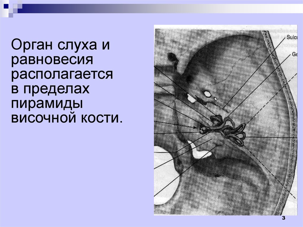 Пирамиды височной. Височной кости органы слуха. Орган слуха и равновесия в височной кости. Височная кость с органом слуха. Височная кость и внутреннее ухо.