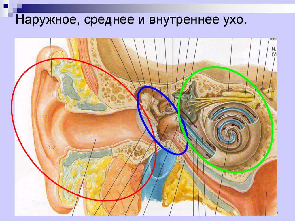 Внутреннее ухо содержит. Наружное среднее и внутреннее ухо. Внешнее среднее и внутреннее ухо. Внутреннее ухо и наружное ухо. Наружнее среднее и внутреннее ухо.