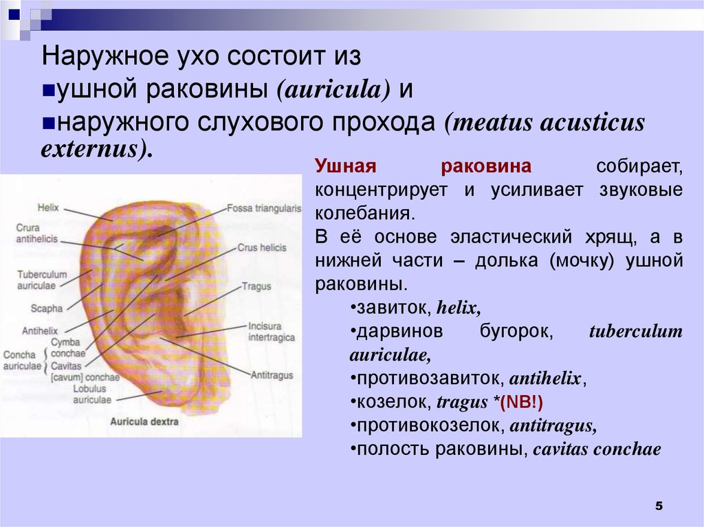Ушная раковина систем. Строение ушной раковины латынь. Наружное ухо (ушная раковина, наружный слуховой проход) строение. Аурикула ушная раковина. Строение ушной раковины анатомия латынь.