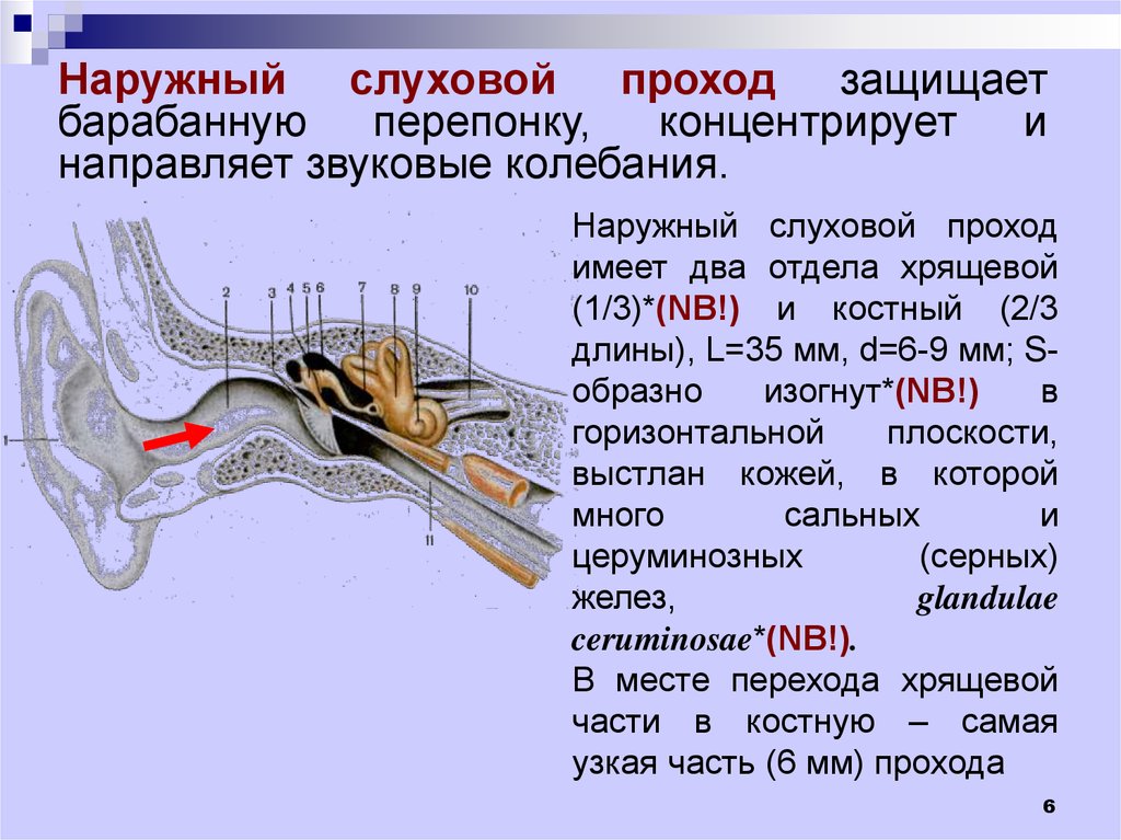 Барабанная полость схема