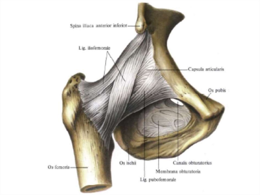 Тазобедренный сустав соединение. Связки тазобедренного сустава вид спереди. Связочный аппарат тазобедренного сустава. Лобково-бедренная связка тазобедренного сустава. Связки тазобедренного сустава анатомия.