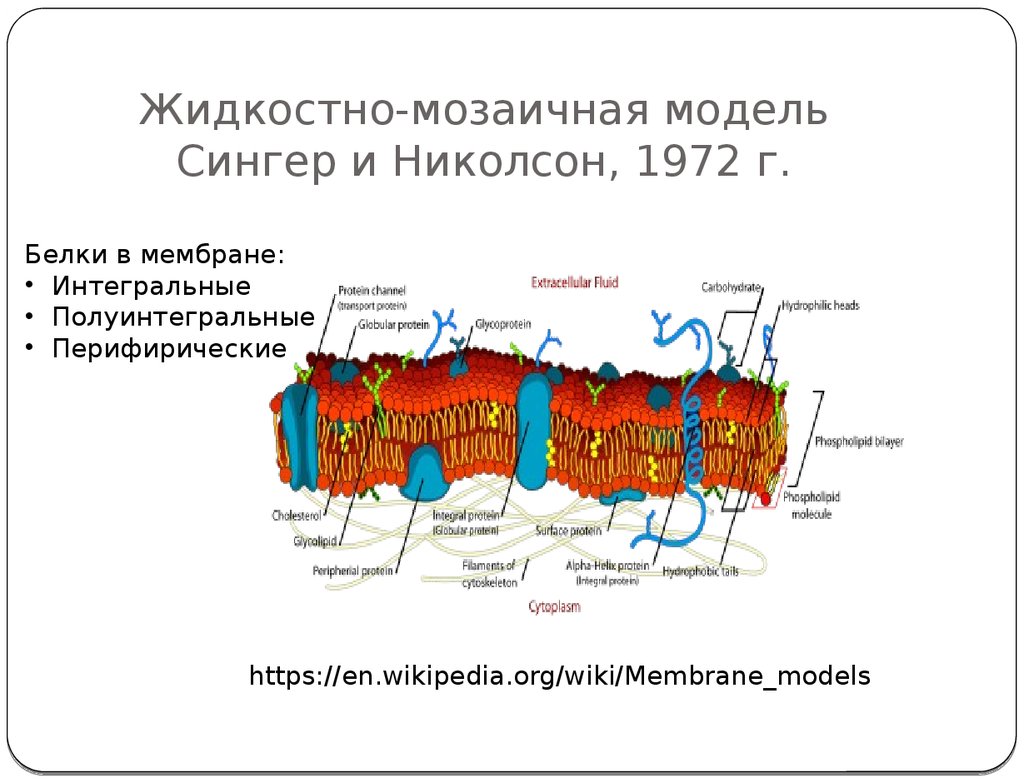 Жидкостно мозаичная модель