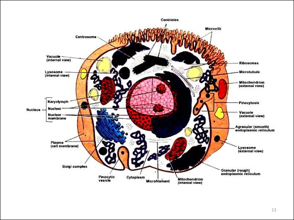 Цитология клетки. Основы цитологии клетка строение клетки. Цитология структурам клетки. Основы цитологии клетка строение. Цитология клетка строение рисунок.