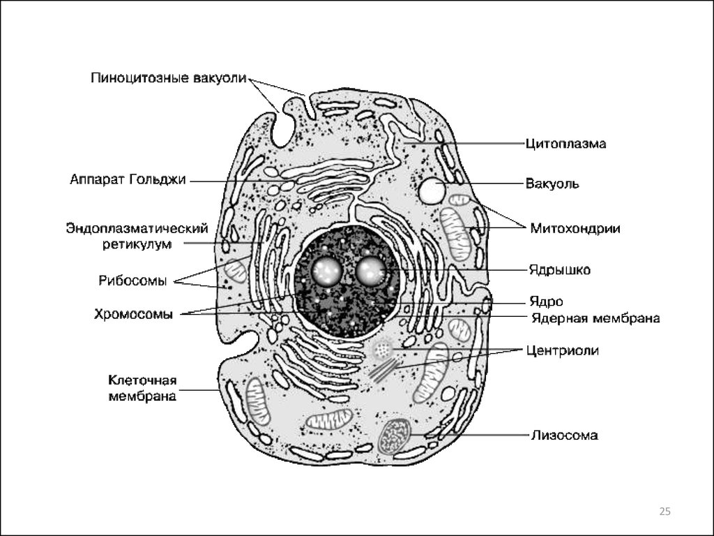 Полость в цитоплазме клетки 7. Схема строения клетки животного. Схема животной клетки. Строение клетки человека рисунок. Строение животной клетки рисунок.