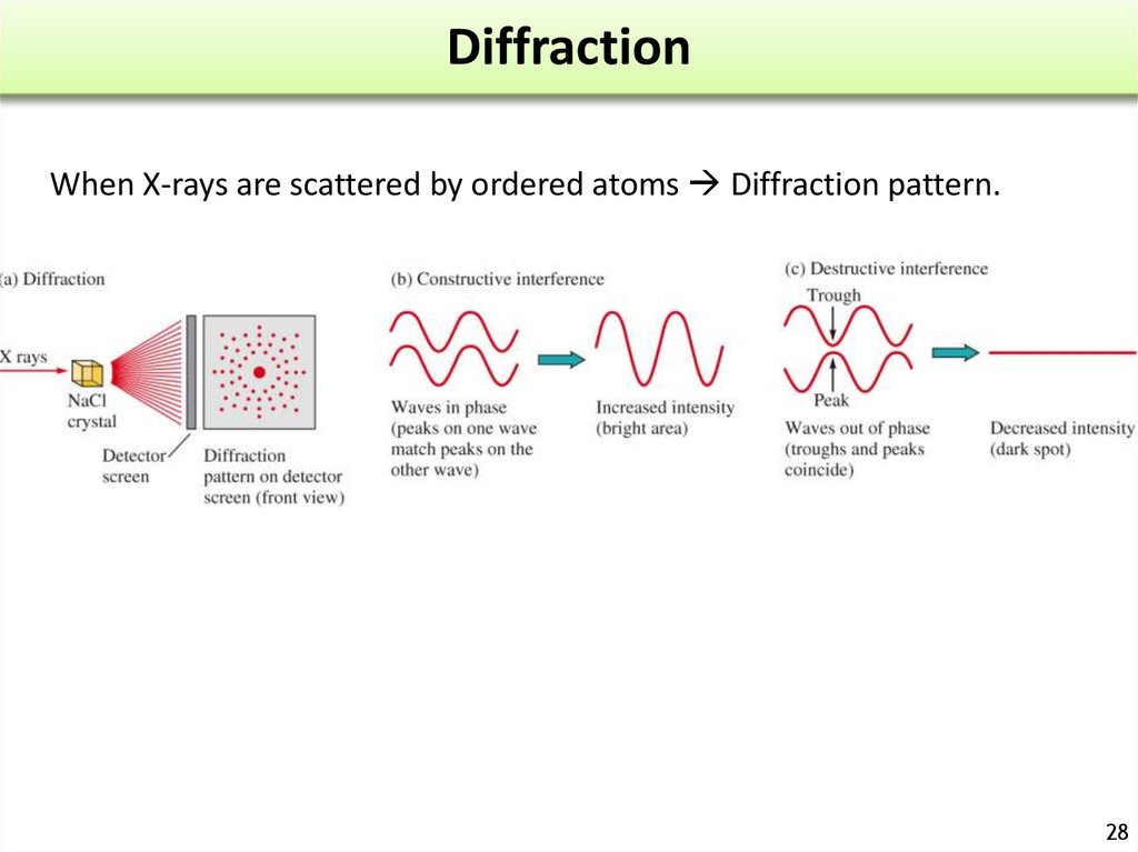 transverse fission meaning