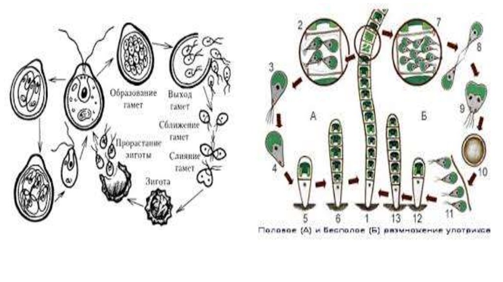 Схема жизненного цикла растения гаметы. Жизненный цикл водорослей хламидомонада. Хламида Монада цикл развития. Цикл размножения хламидомонады. Жизненный цикл хламидомонады схема.