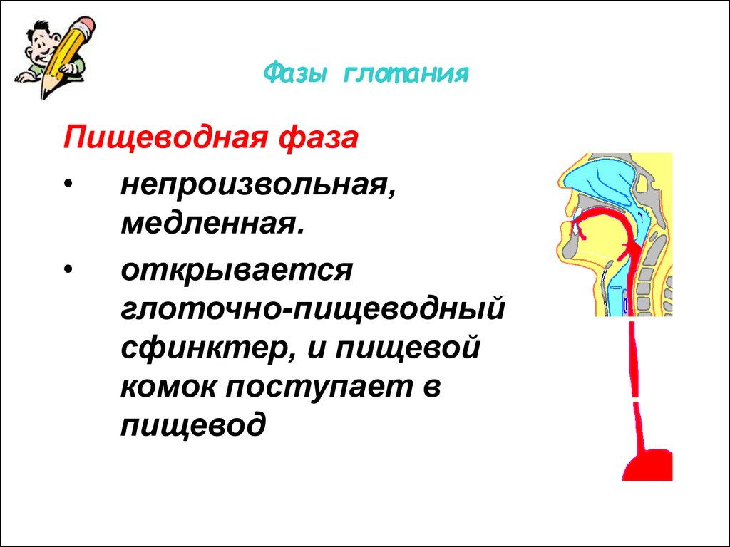 Глоточный рефлекс. Глотание физиология. Пищеводная фаза глотания. Рефлекс глотания. Фазы глотания физиология.