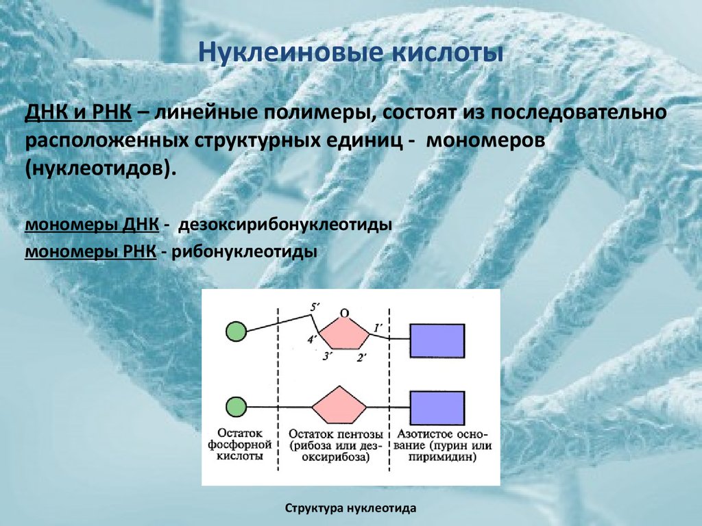 Презентация на тему нуклеиновые кислоты 10 класс химия