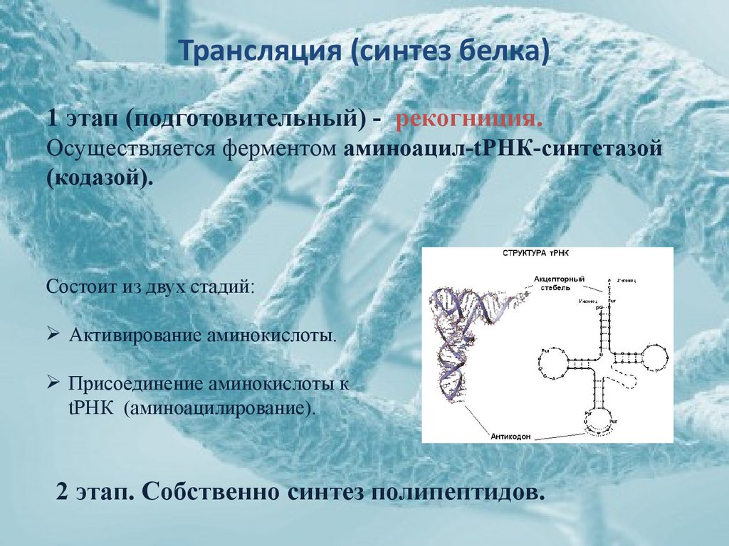 Этапы синтеза белков. Трансляция Синтез белка. Ферменты трансляции. Ферменты трансляции синтеза белка. Этапы трансляции биосинтеза белка.