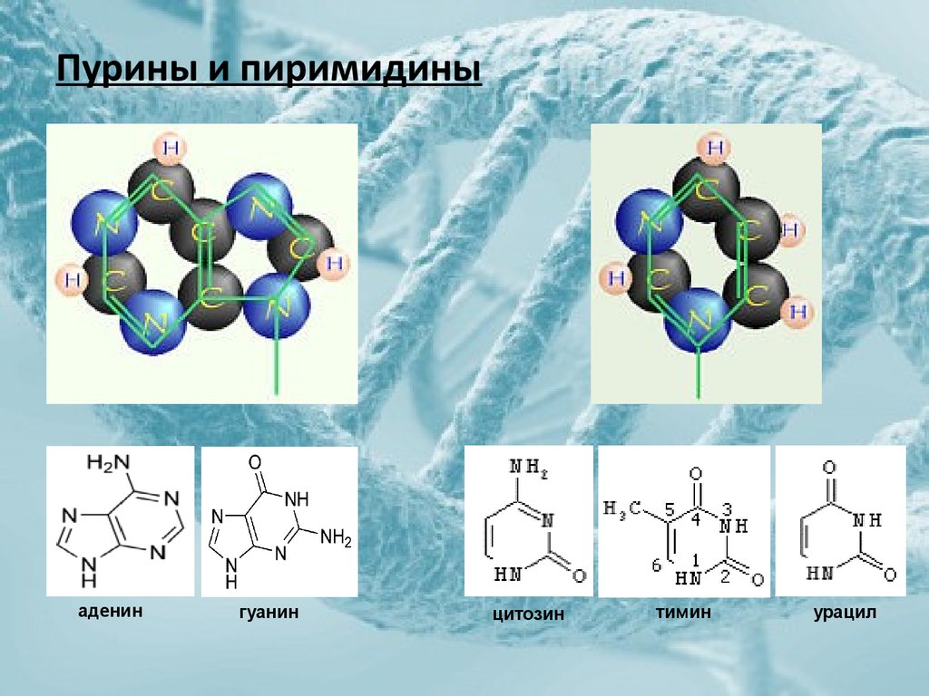 Аденин гуанин цитозин тимин. Пурин пиримидин аденин гуанин Тимин урацил цитозин. Пурины и пиримидины. Пурин аденин гуанин формула. Пурины и пиримидины формулы.