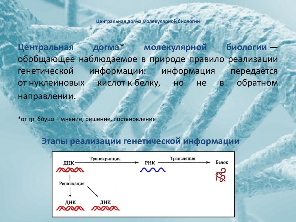 Центральная догма молекулярной биологии это. Центральная молекулярная Догма. Основная Догма молекулярной биологии кратко. Центральная Догма молекулярной генетики. Центральная Догма молекулярной биологии кратко.