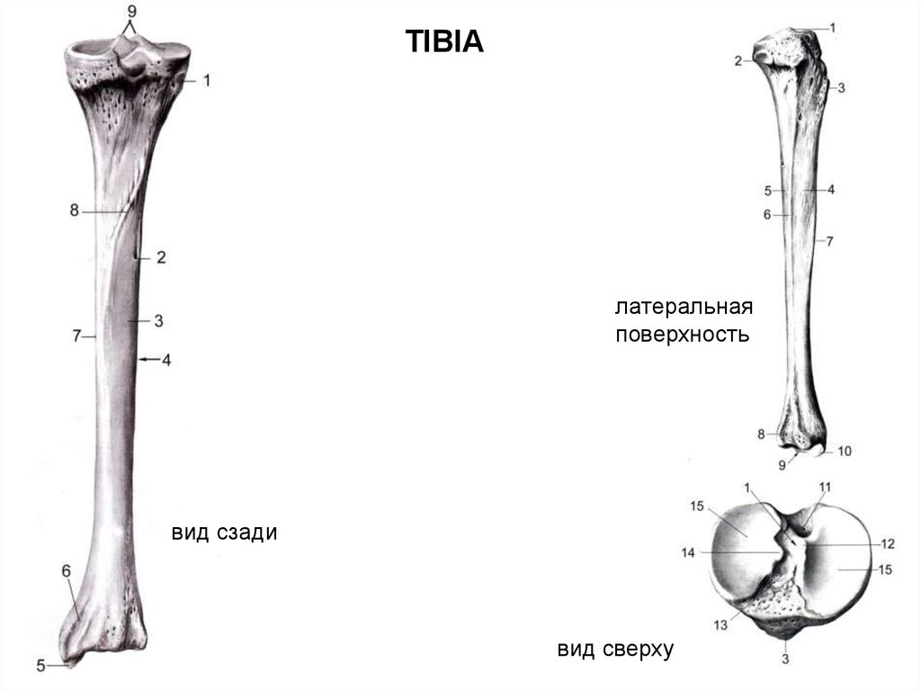 Рисунок большая берцовая кость