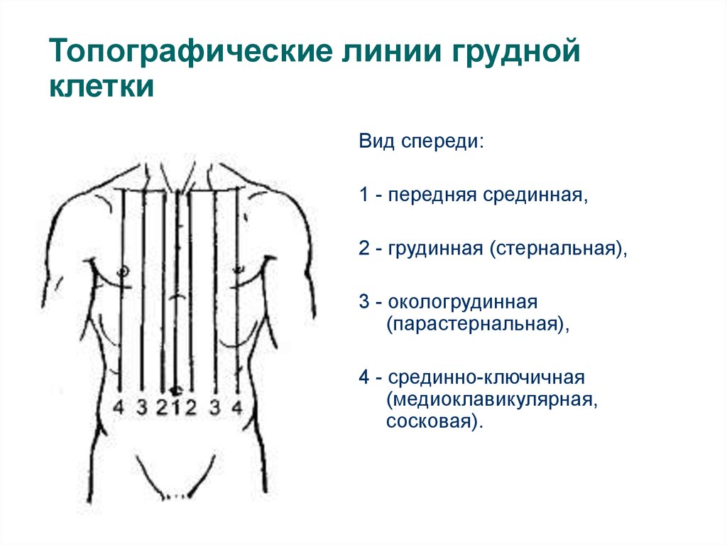 Линии условно проведенные. Грудная клетка спереди топографические линии. Топография линии грудной клетки. Парастернальная линия грудной клетки. Парастернальная линия грудной клетки у детей.