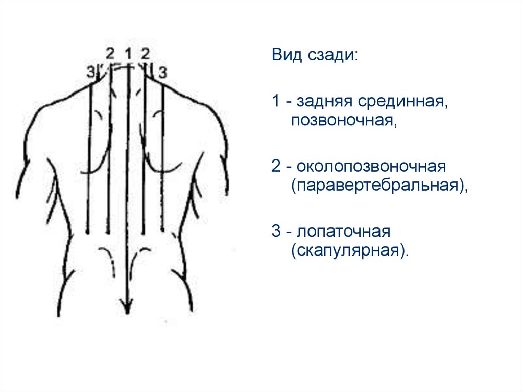 Линия ковид. Паравертебральные зоны грудной клетки. Топографические линии грудной клетки схема.