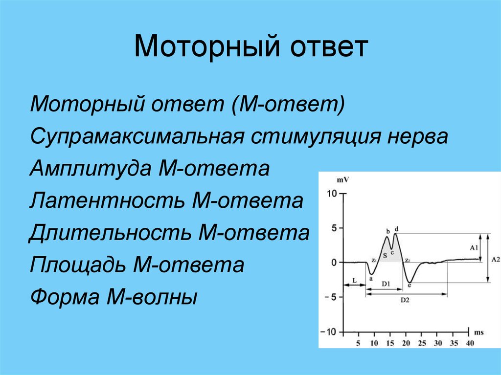 Амплитуда м ответа. М-ответ на ЭМГ. Параметры м ответа. Электронейромиография м ответ.