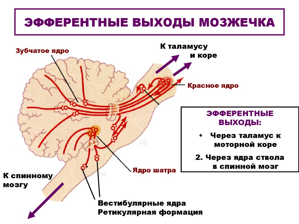 Мозжечок физиология. Эфферентные пути мозжечка неврология. Афферентные волокна коры мозжечка. Афферентные пути мозжечка схема. Ядра мозжечка анатомия.