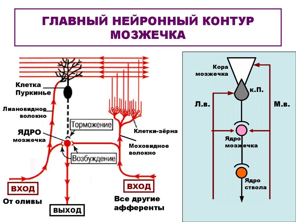 Схема межнейрональных связей в коре мозжечка функциональные взаимосвязи