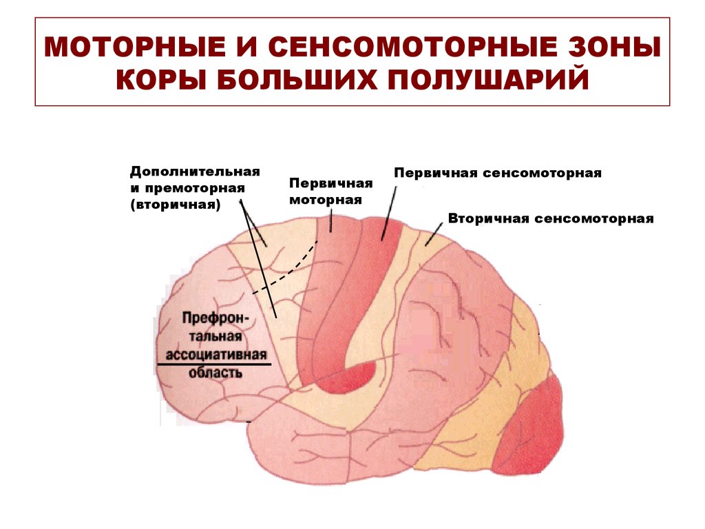 Двигательная зона головного мозга. Нижних отделов премоторной области коры больших полушарий. Сенсомоторная зона коры головного мозга. Моторные зоны коры больших полушарий головного мозга.