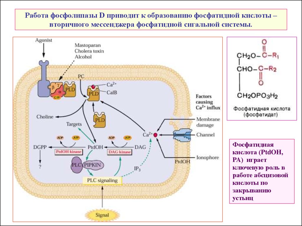 Приводит к образованию. Фосфолипаза а2 субстрат. Механизм активации фосфолипазы с. Механизм действия фосфолипаз. Фосфолипаза с катализирует.