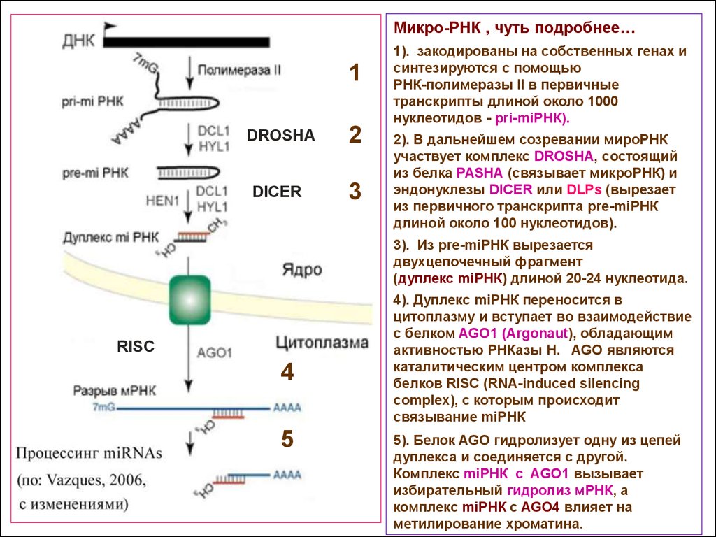 Молекулы рнк образуются. Микро РНК И их роль в регуляции экспрессии генов. Структура МРНК. РНК растений. Процессинг МИКРОРНК.
