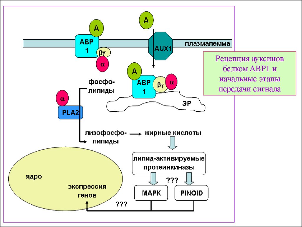 Сигналы рецепторов. Рецепция и передача сигнала ауксинов. Общая схема механизма действия фитогормонов их рецепторы. Растения для рецепции. Рецепторы растений.