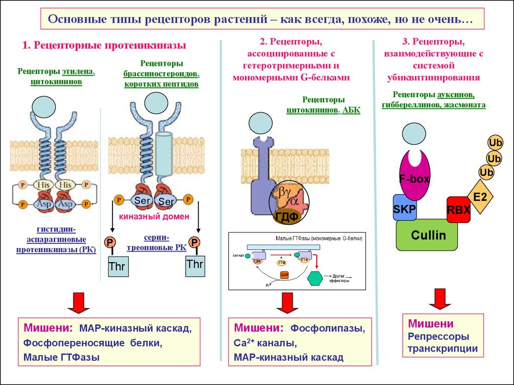 Типы рецепторов. Рецепторы фитогормонов. Общая схема механизма действия фитогормонов их рецепторы. Основные типы рецепторов. Виды первичных рецепторов.