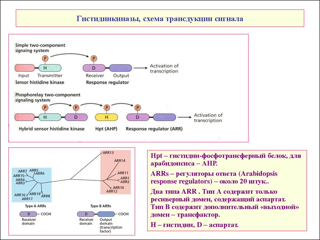 Общая схема трансдукции сигнала