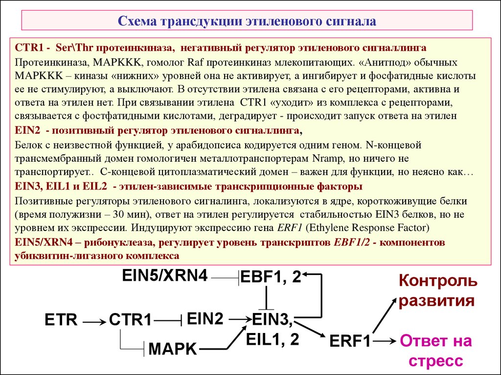 Общая схема трансдукции сигнала