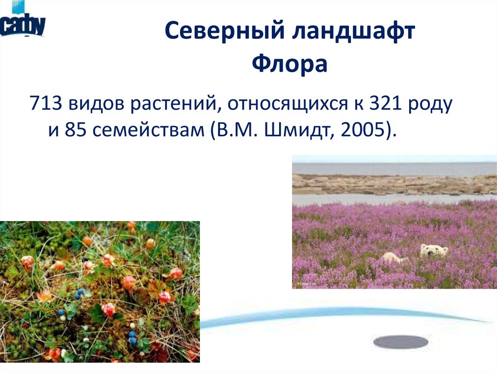 Северный ландшафт Флора