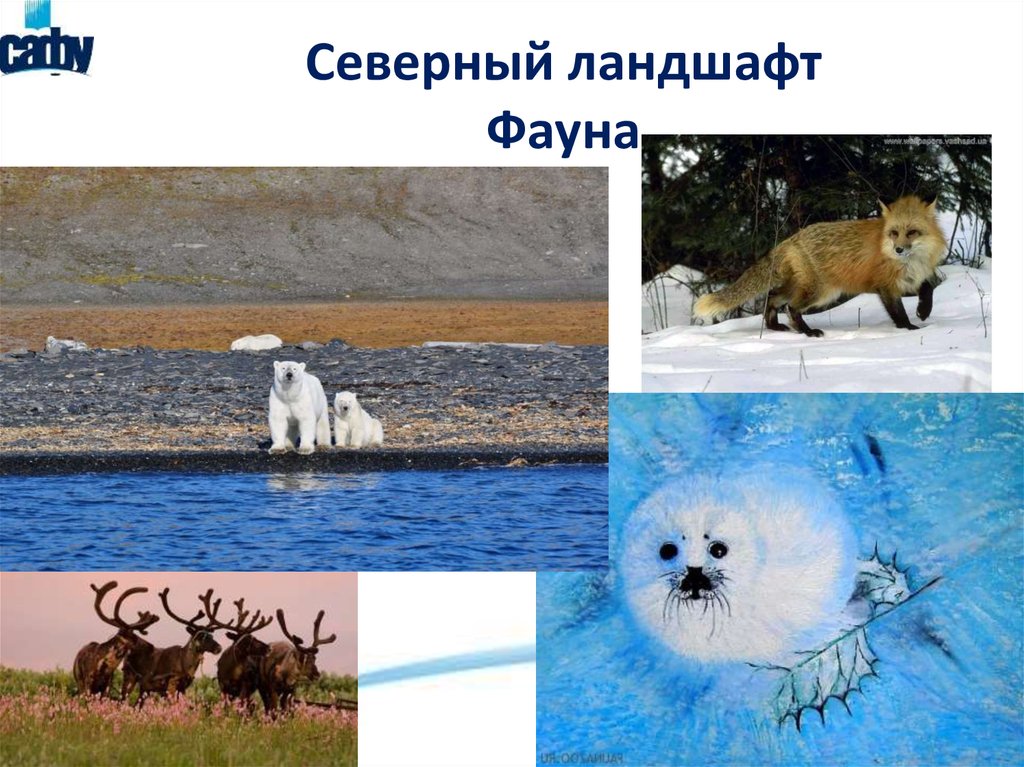 Северный ландшафт Фауна
