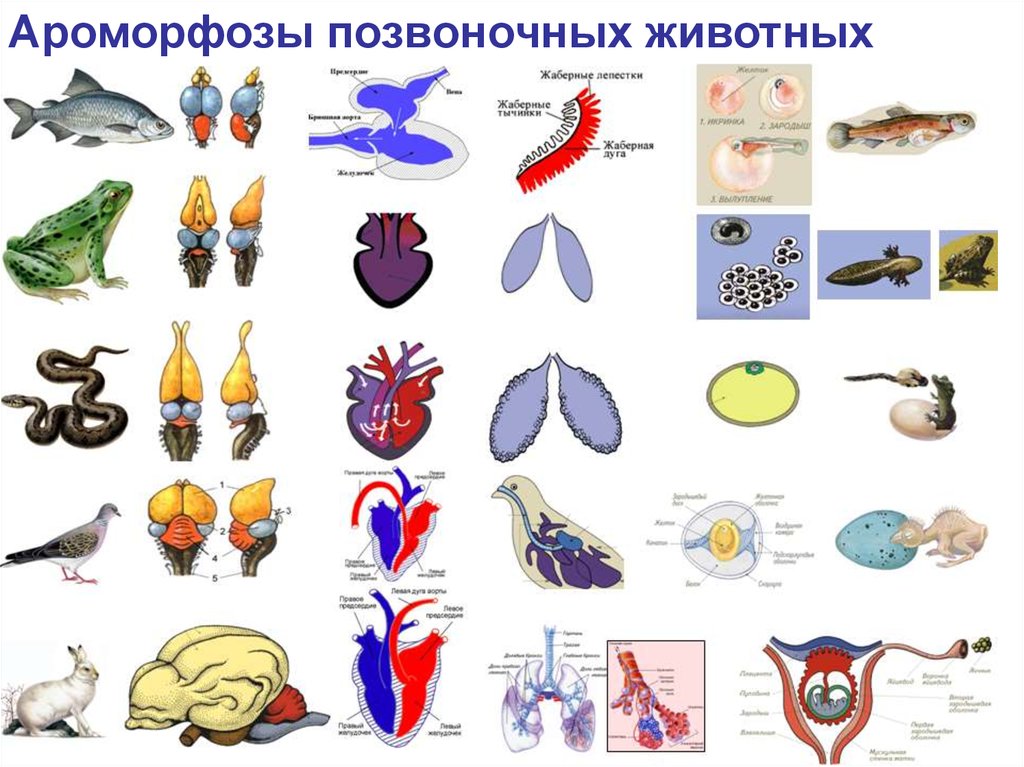 Эволюция хордовых презентация