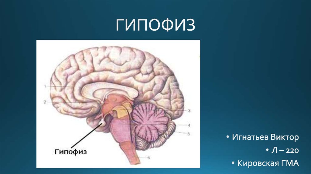 Пример гипофиза. Гипофиз головного мозга анатомия. Головной мозг человека, гипофиз анатомия. Структура головного мозга гипофиз. Гипофиз головного мозга люди.