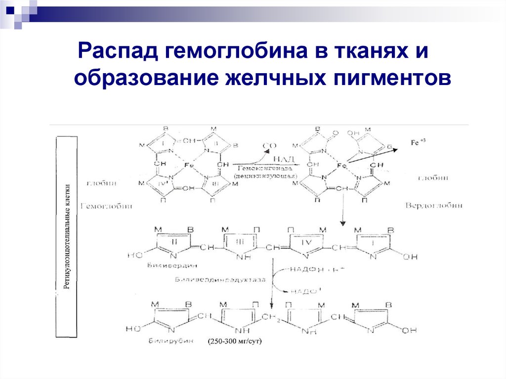 Схема образования билирубина в тканях