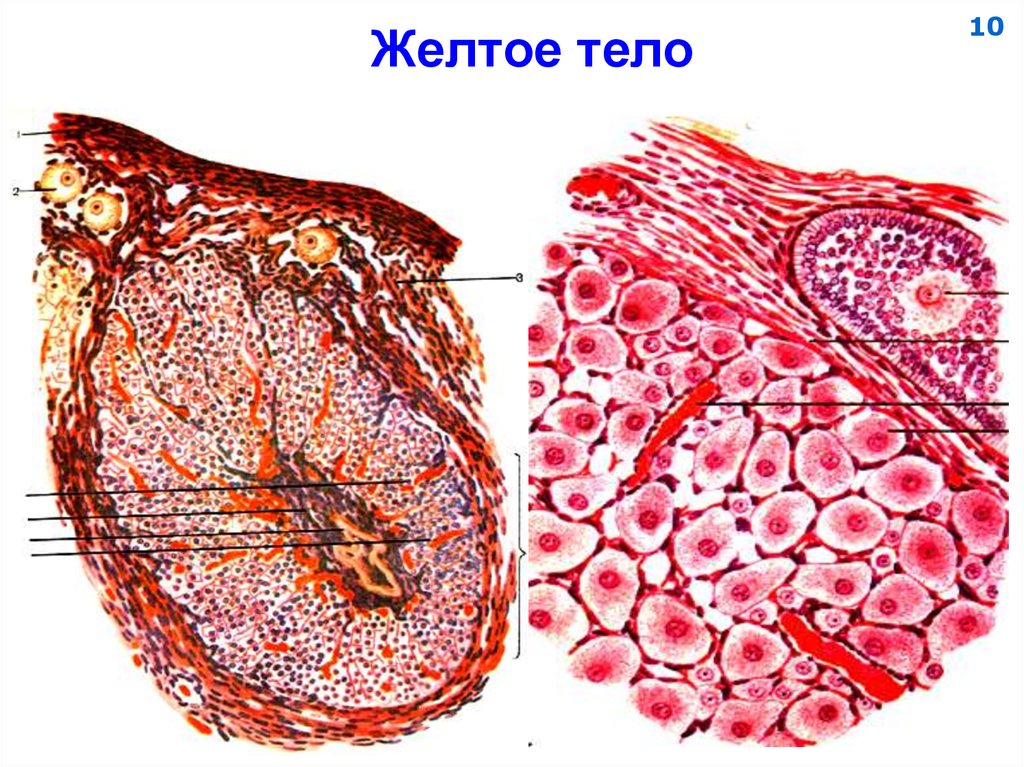 Желтое тело