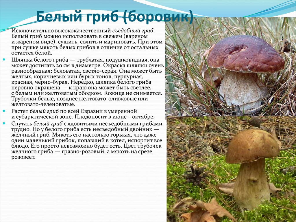 Информация про грибы. Доклад про гриб Боровик. Белый гриб описание кратко. Белый гриб Боровик. Боровик гриб съедобный или нет.