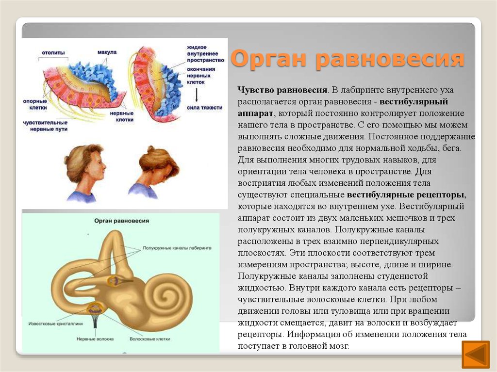 Орган равновесия картинка