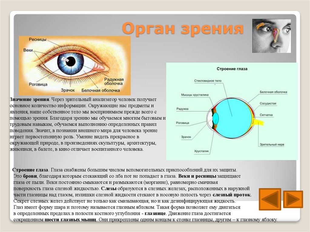 Тест по теме органы зрения. Строение человеческого глаза. Органы чувств человека зрение. Доклад на тему глаз. Строение органа зрения человека.