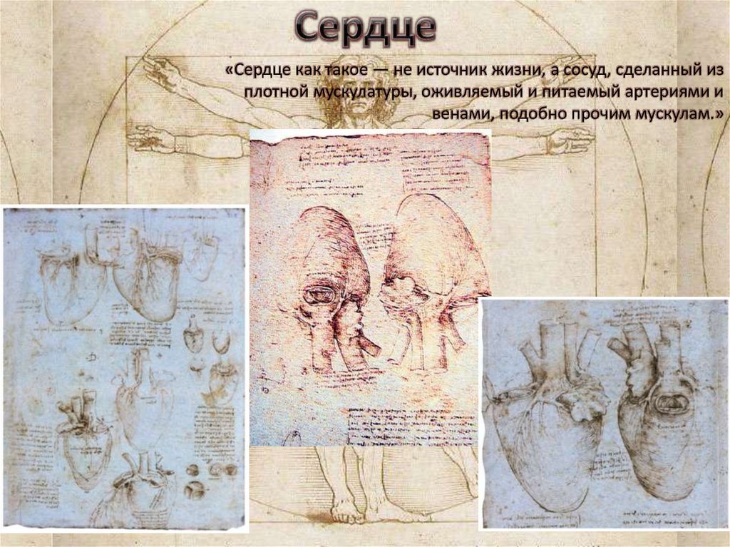 Леонардо да винчи трупы. Леонардо да Винчи анатомия сердце. Леонардо да Винчи вклад в анатомию. Анатомические зарисовки Леонардо да Винчи. Открытия Леонардо да Винчи в области анатомии.