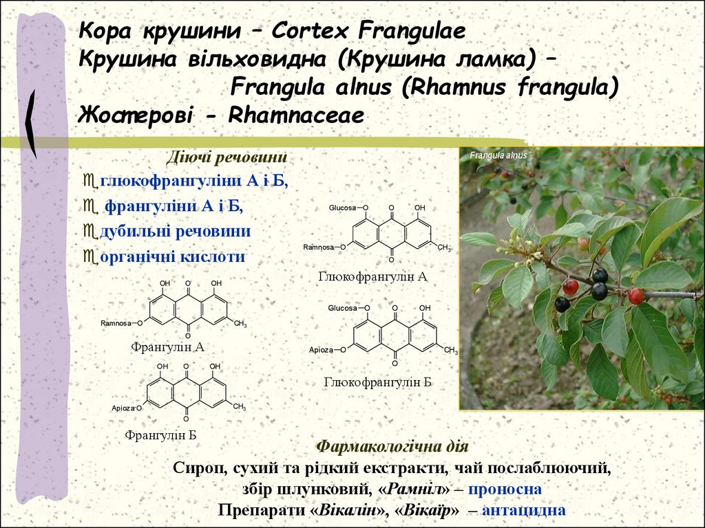 Кора крушини – Cortex Frangulae Крушина вільховидна (Крушина ламка) – Frangula alnus (Rhamnus frangula) Жостерові - Rhamnaceae