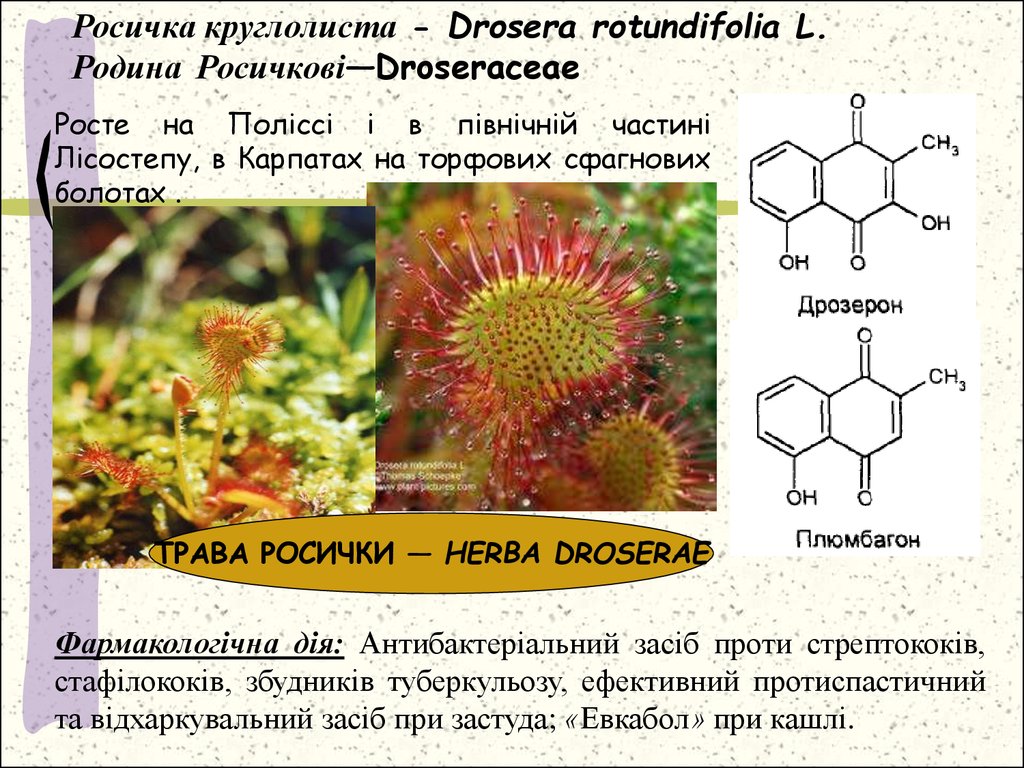 Росичка круглолиста - Drosera rotundifolia L. Родина Росичкові—Droseraceae
