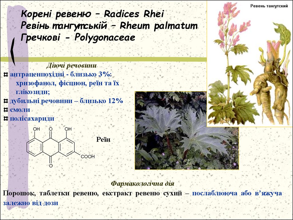 Корені ревеню – Radices Rhei Ревінь тангутській – Rheum palmatum Гречкові - Polygonaceae