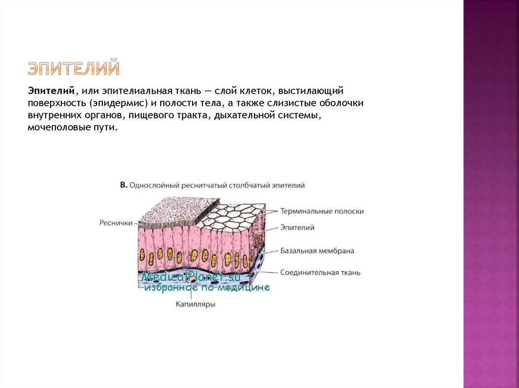Плотная многослойная. Базальной мембране эпителия ткани. Клетки эпидермиса гистология. Строение многослойного ороговевающего эпителия гистология. Капилляры однослойный эпителий.