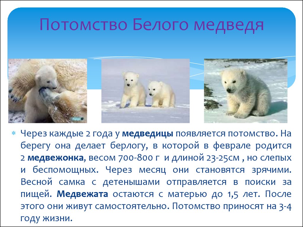Белые медведи результаты. Белый медведь. Доклад про белого медведя. Внешний вид белого медведя. Потомство белого медведя.