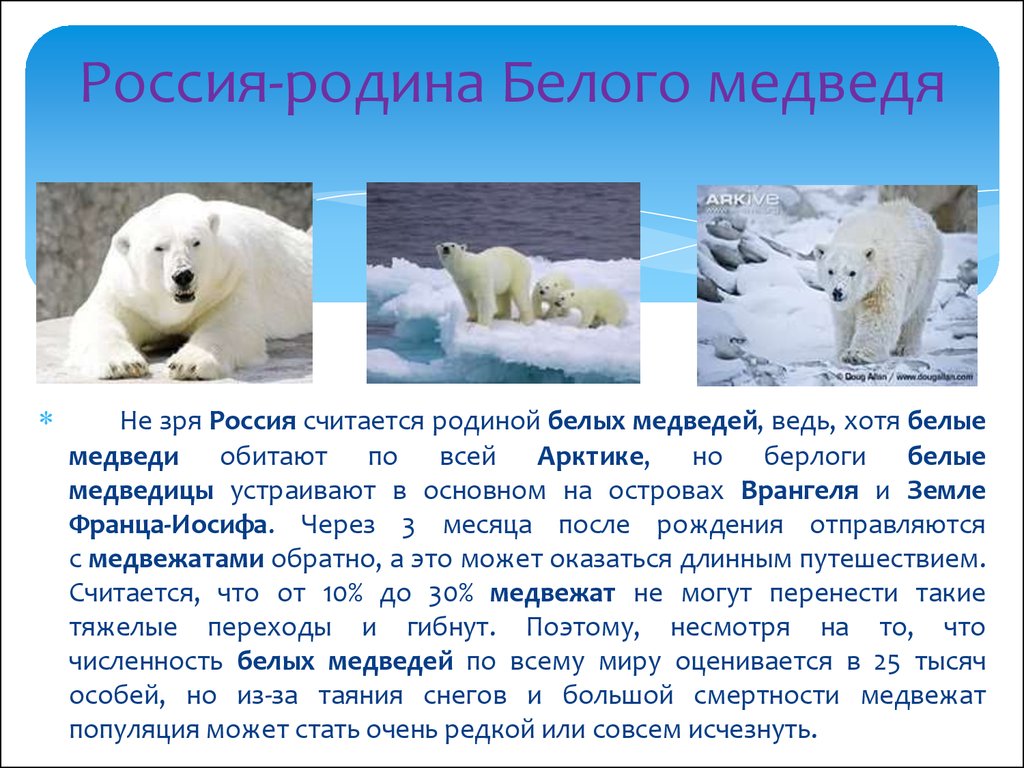 Сообщение про белого медведя