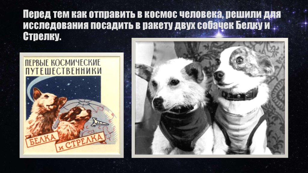 Перед тем как отправить в космос человека, решили для исследования посадить в ракету двух собачек Белку и Стрелку.