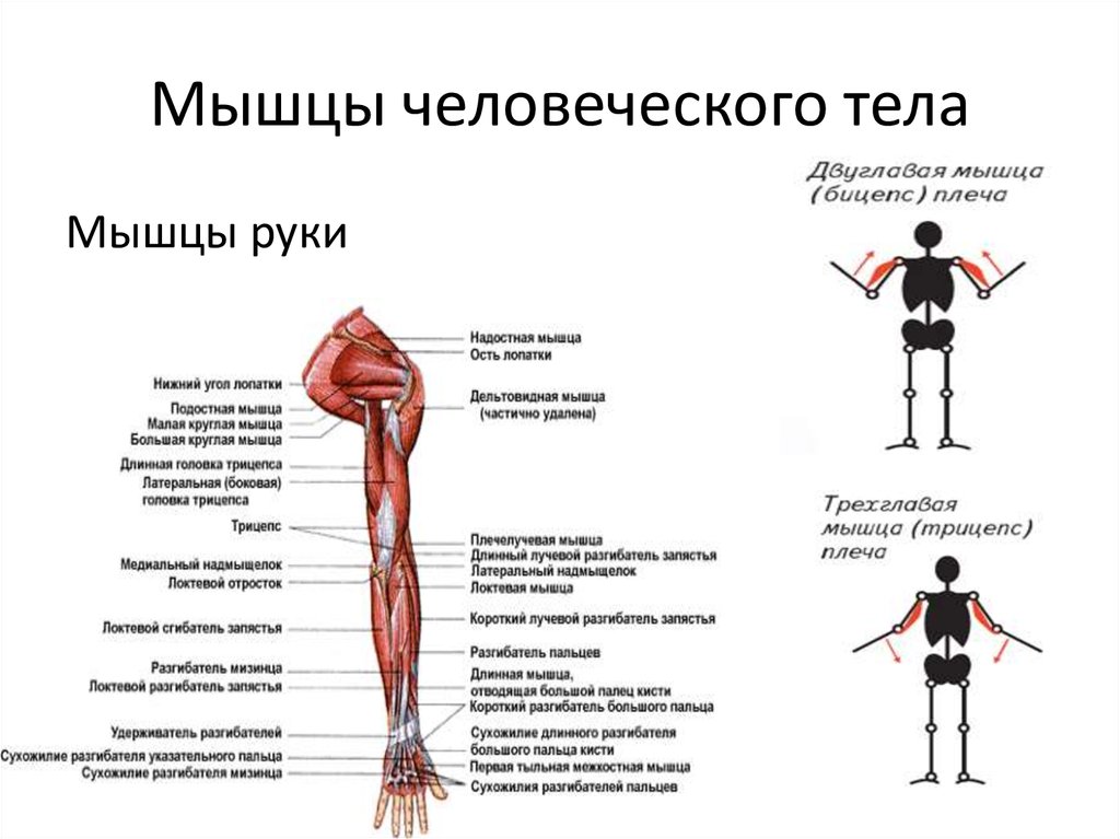 Функции мышц схема