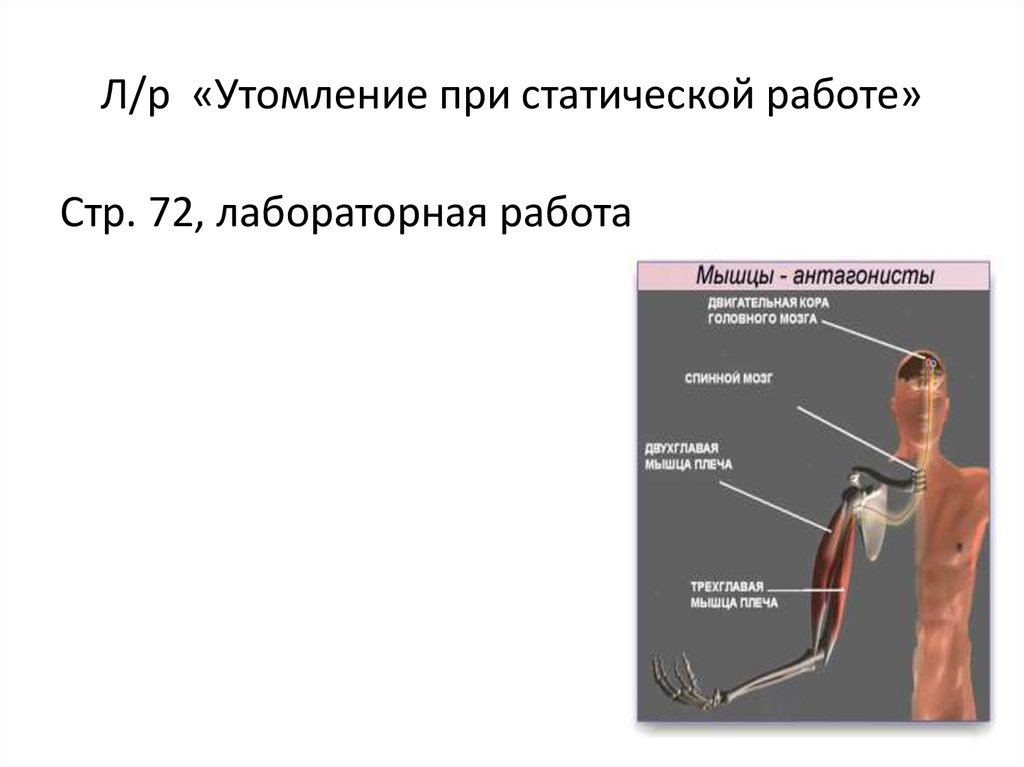 Статическая и динамическая работа мышц практическая работа. Утомление при статической работе. Лабораторная работа утомление. Лабораторная утомление при статической работе. При статической работе.