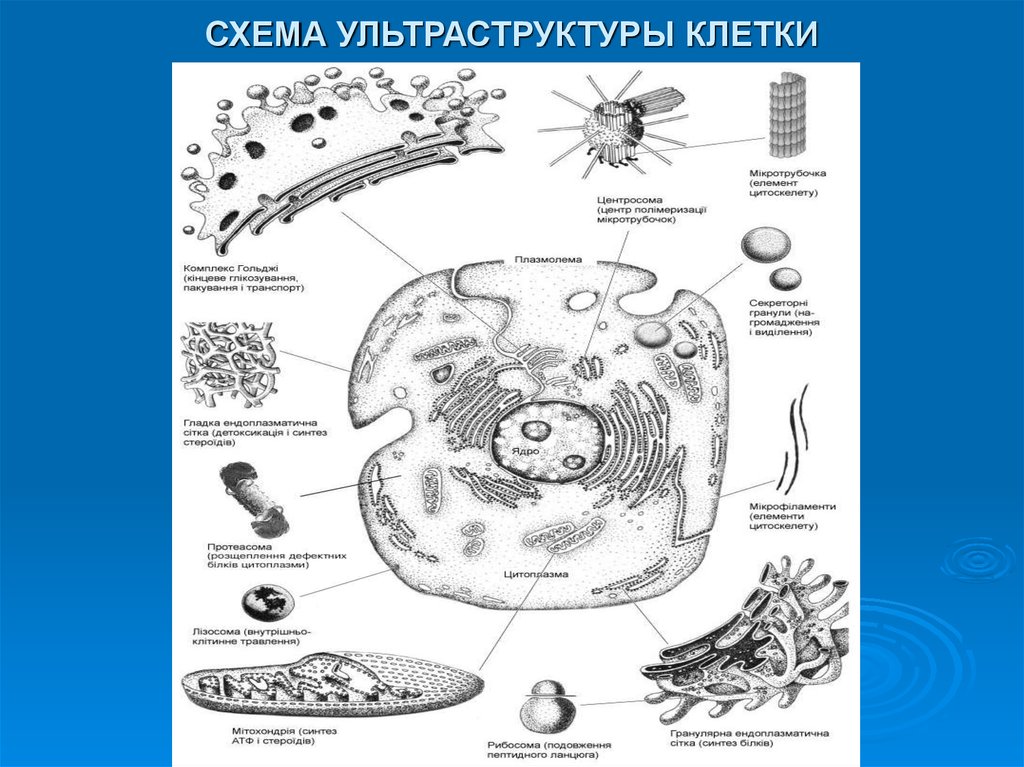 Впиши цифру которой эта органелла обозначена на рисунке